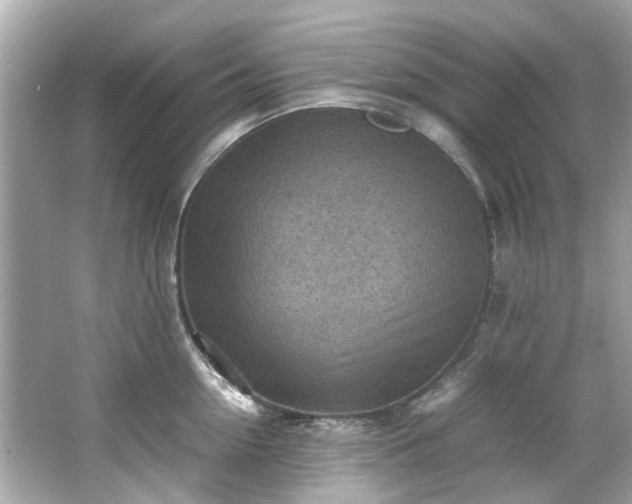 X0000065960954200603101419