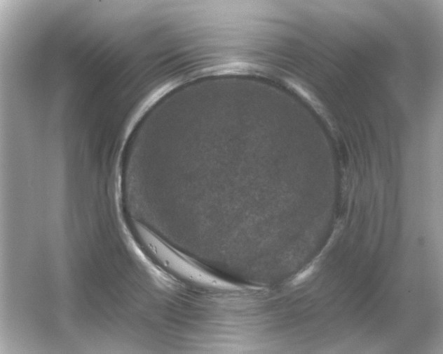 X0000065961418200603101410