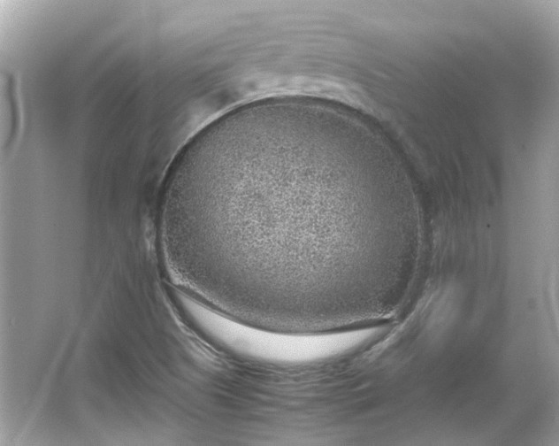 X0000065961505200603101408