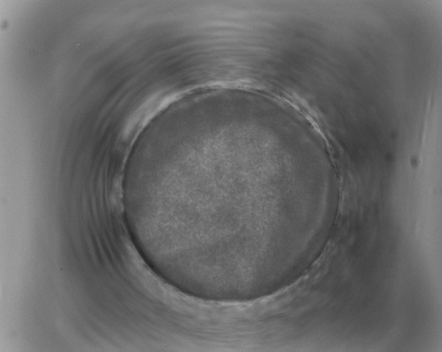 X0000065960002200603172036