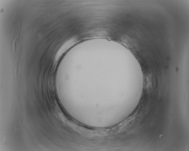 X0000065960004200603172036