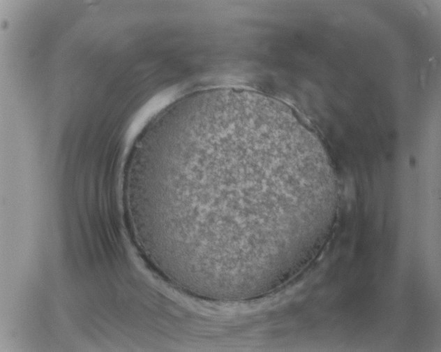 X0000065960006200603172036