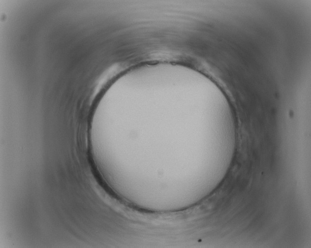 X0000065960011200603172036