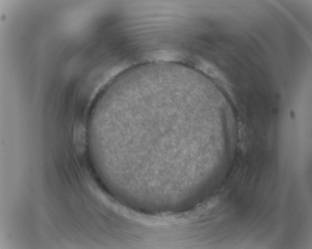 X0000065960012200603172036