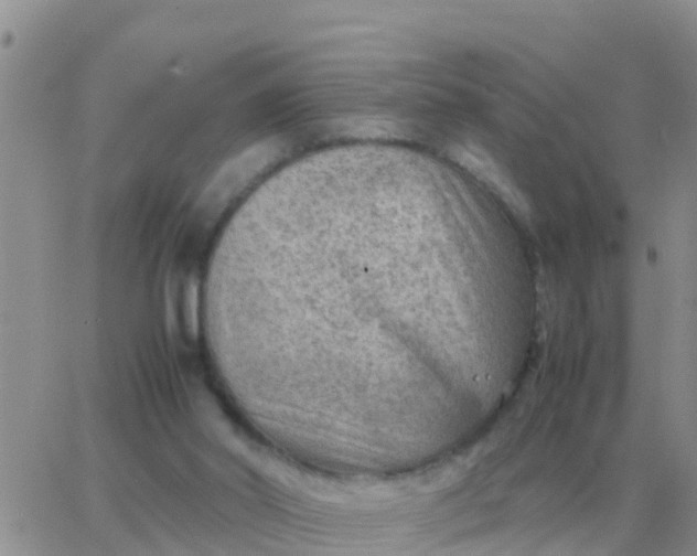 X0000065960014200603172036