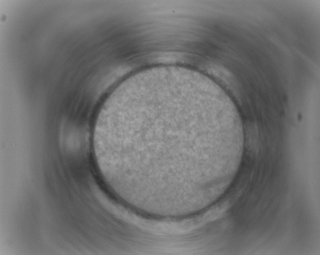 X0000065960016200603172036