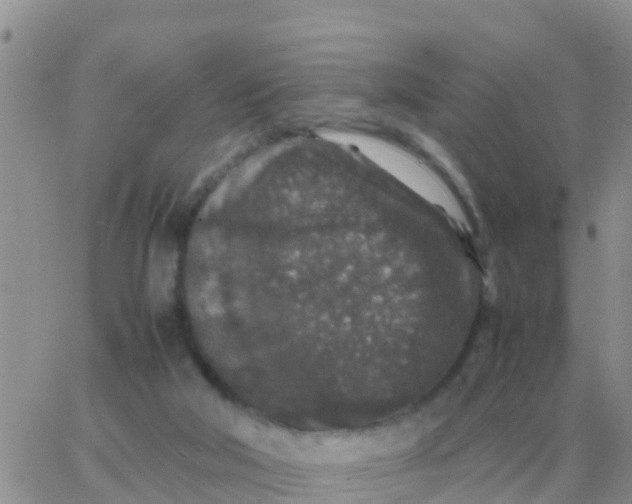 X0000065960018200603172036