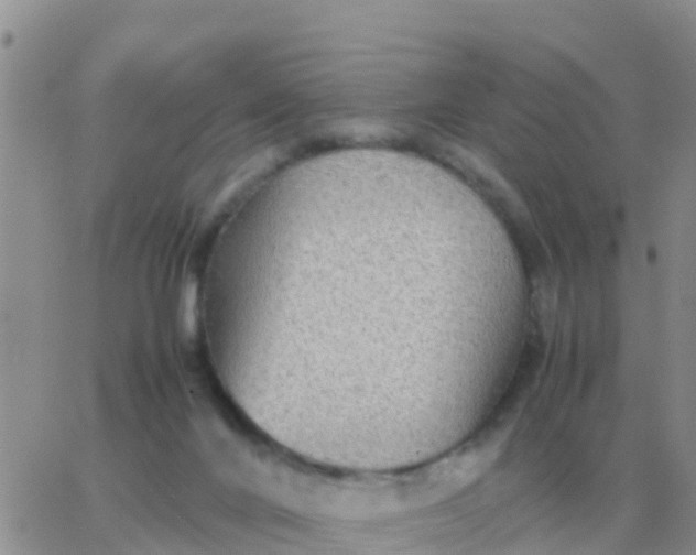 X0000065960024200603172036