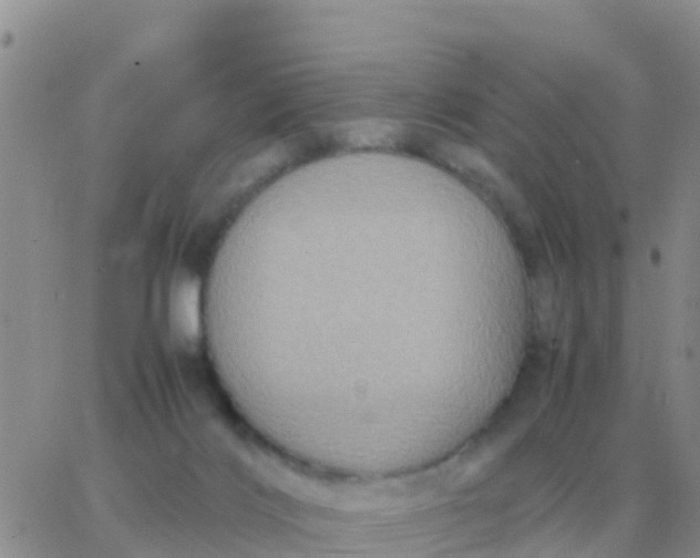 X0000065960028200603172036