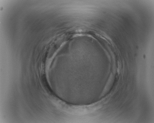 X0000065960029200603172036