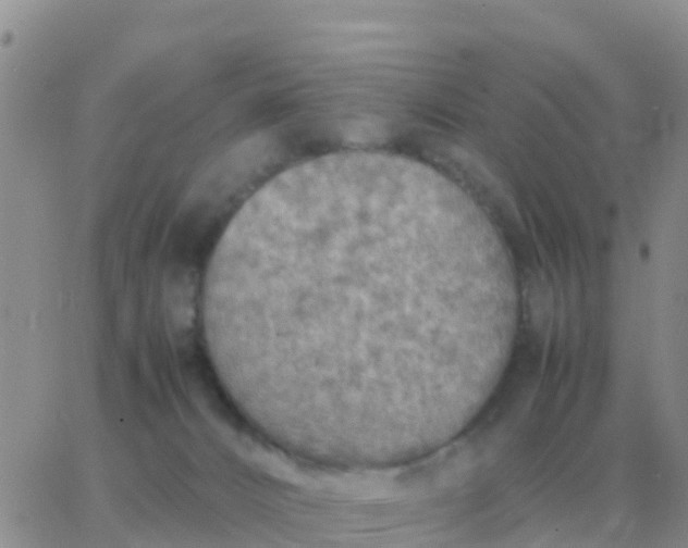 X0000065960032200603172036