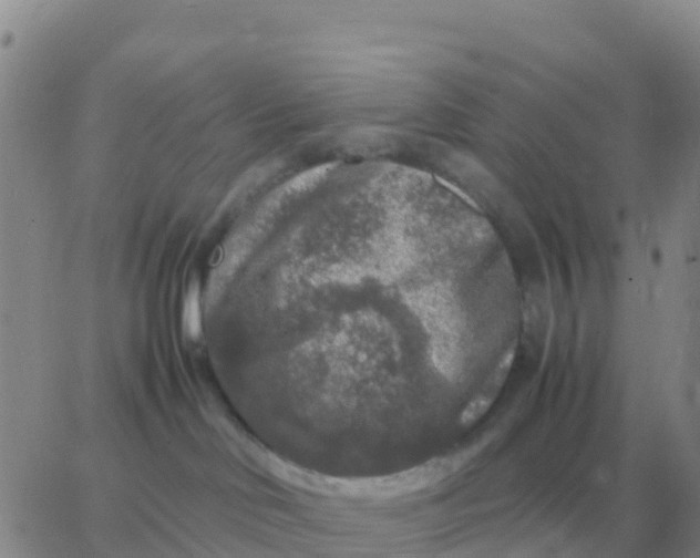 X0000065960046200603172035