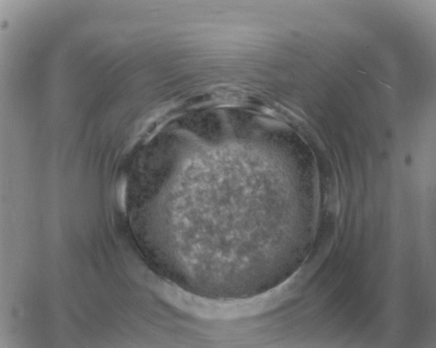 X0000065960047200603172035