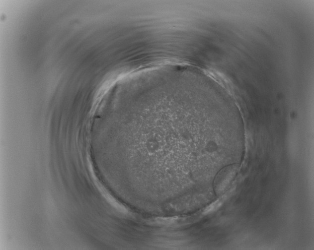 X0000065960049200603172035