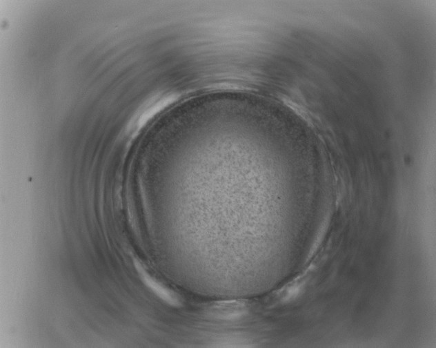 X0000065960050200603172035