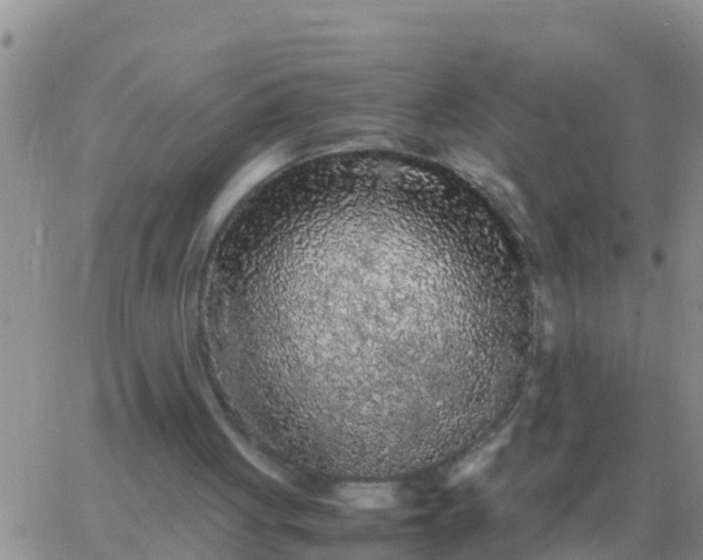 X0000065960051200603172035