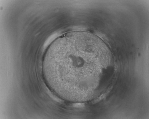 X0000065960053200603172035