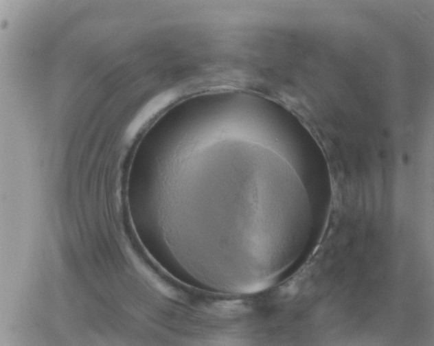 X0000065960054200603172035