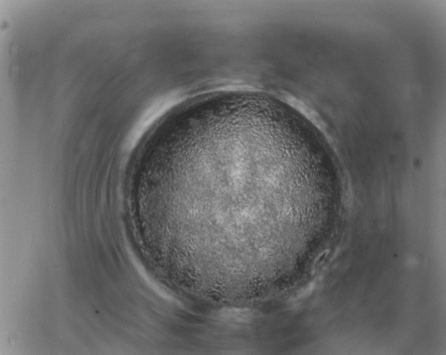 X0000065960055200603172035