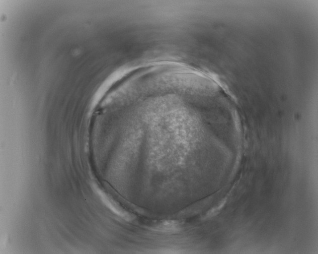 X0000065960056200603172035