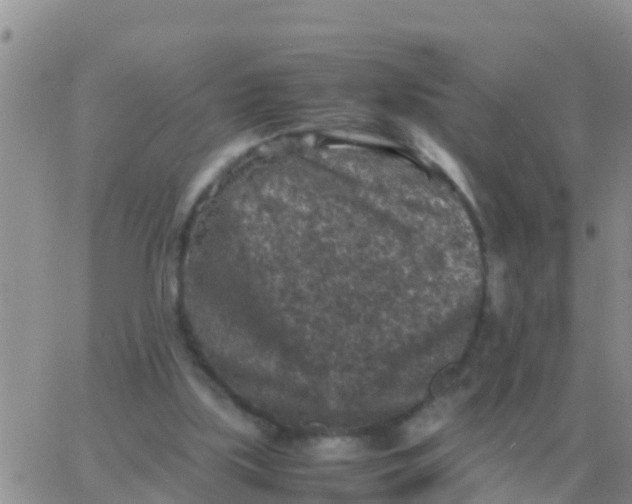 X0000065960059200603172035