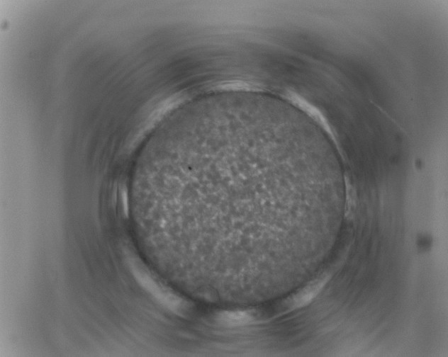 X0000065960061200603172035