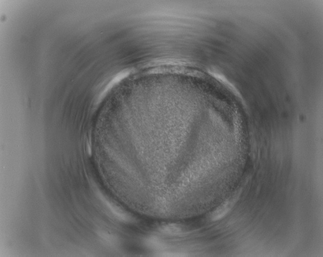 X0000065960062200603172035