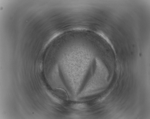 X0000065960063200603172035