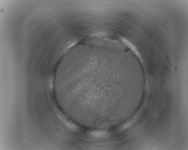 X0000065960065200603172035