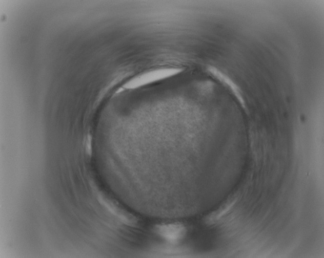 X0000065960067200603172035