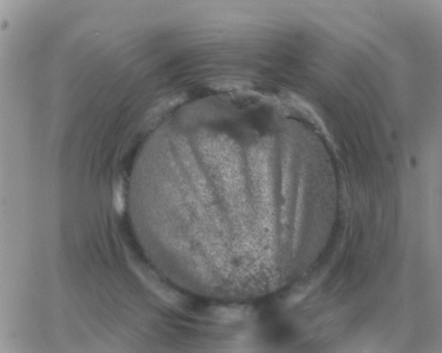 X0000065960069200603172035