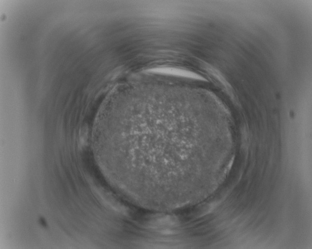 X0000065960073200603172035