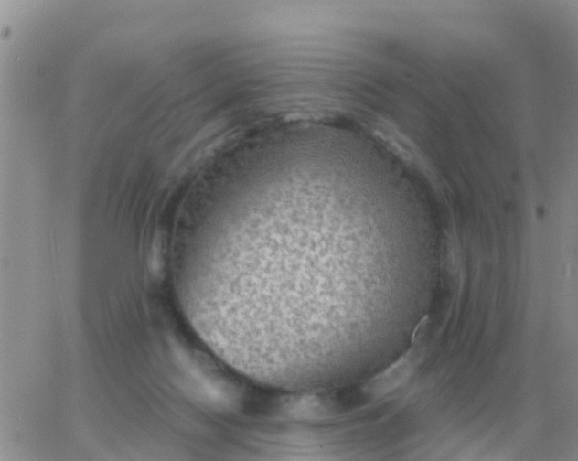 X0000065960074200603172035