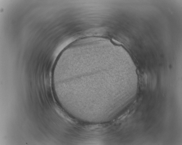 X0000065960100200603172034