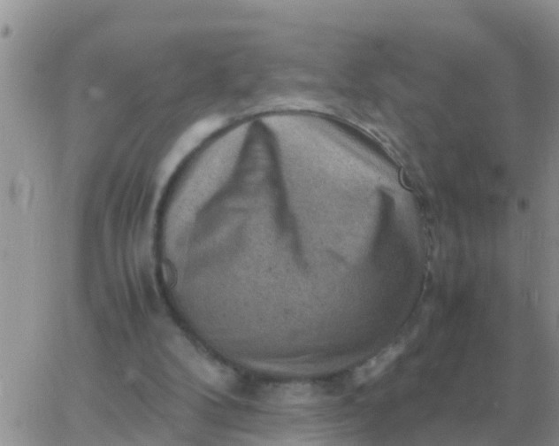 X0000065960104200603172034