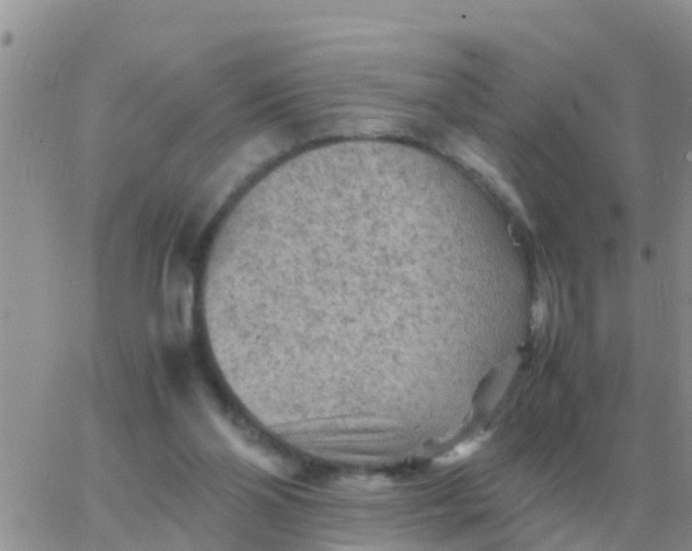 X0000065960110200603172034