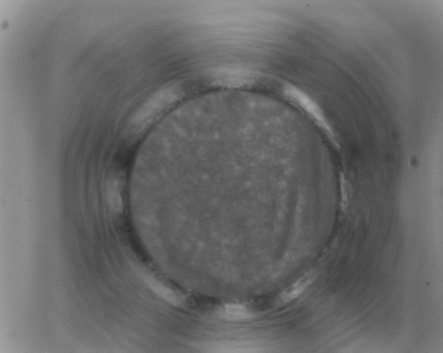 X0000065960114200603172034