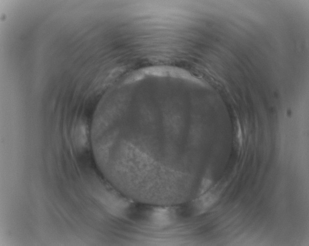 X0000065960130200603172034