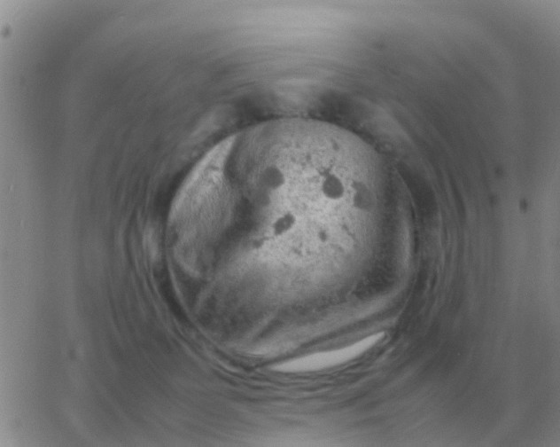 X0000065960131200603172034