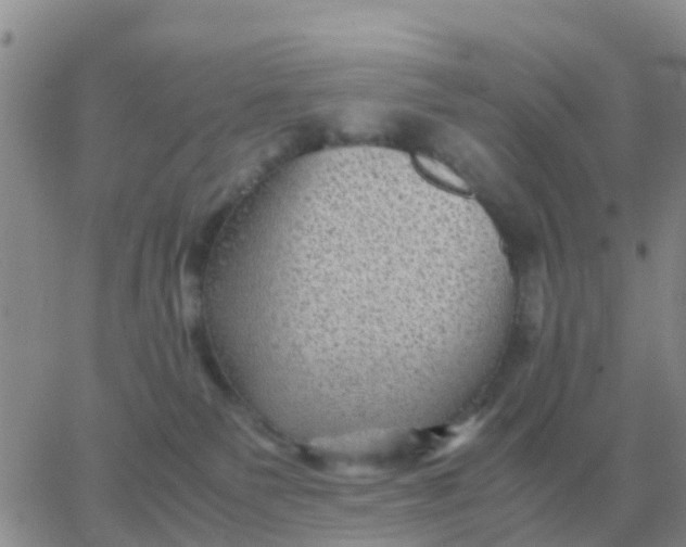 X0000065960135200603172034