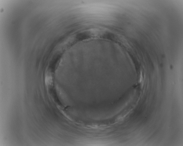 X0000065960137200603172034