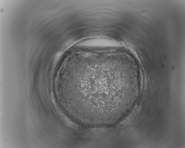 X0000065960145200603172033