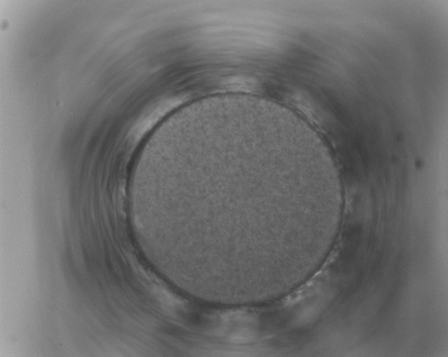 X0000065960146200603172033