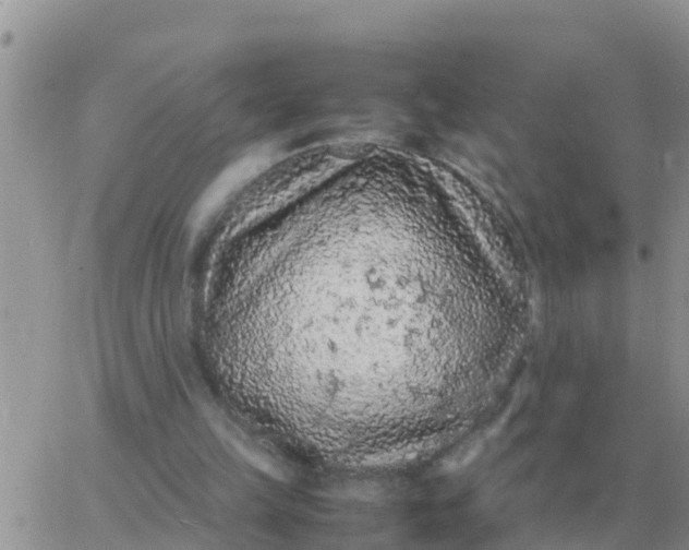 X0000065960149200603172033