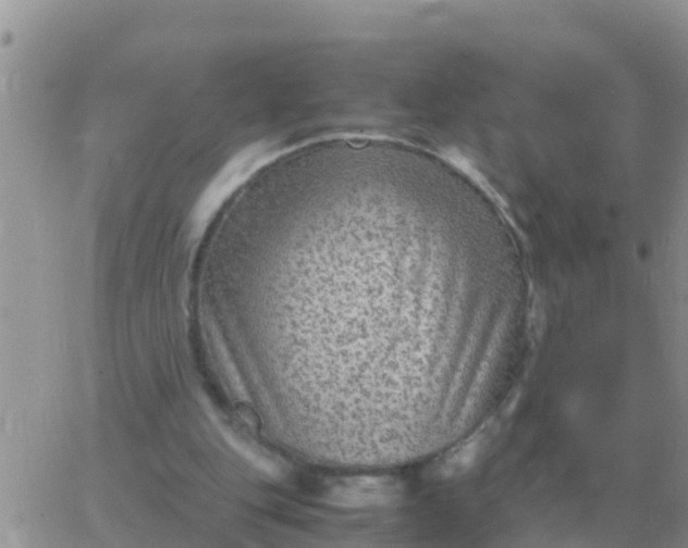 X0000065960151200603172033