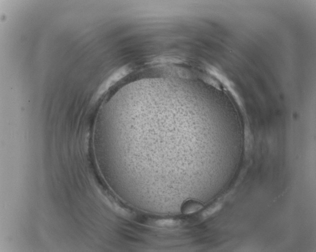 X0000065960153200603172033