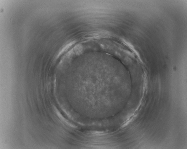 X0000065960154200603172033