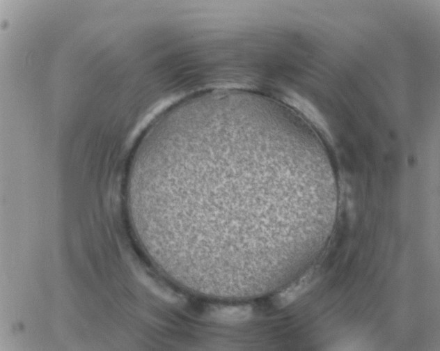 X0000065960155200603172033