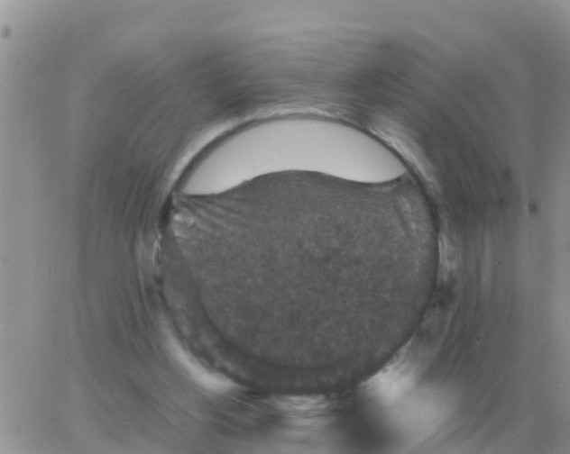 X0000065960156200603172033