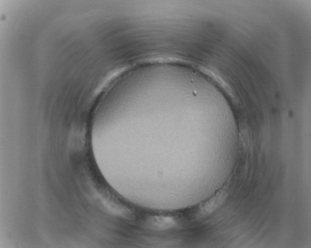 X0000065960159200603172033